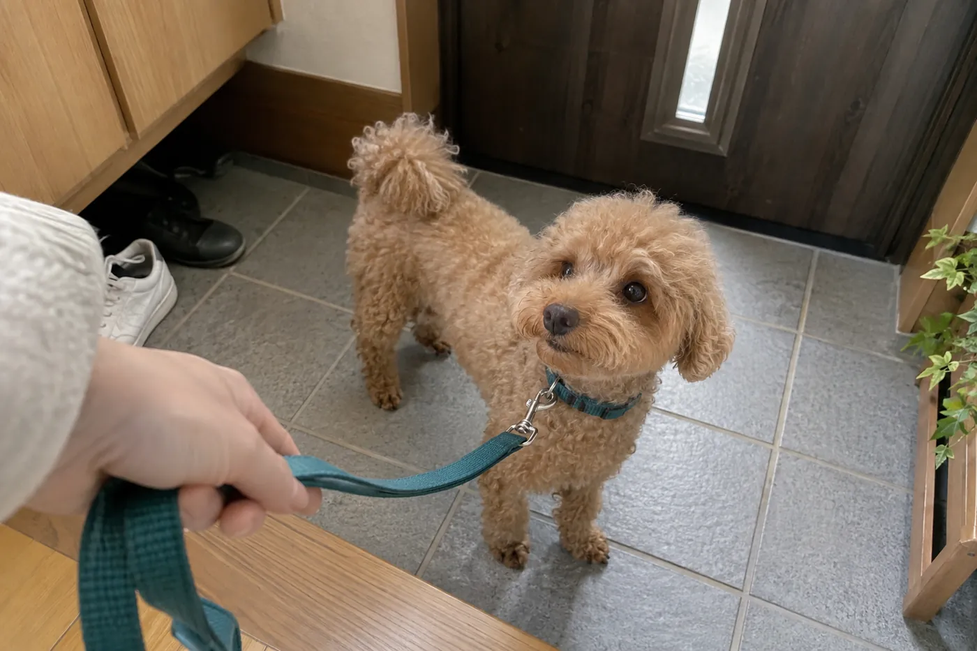 玄関でリードを持つ飼い主の手元を見上げるトイプードル
