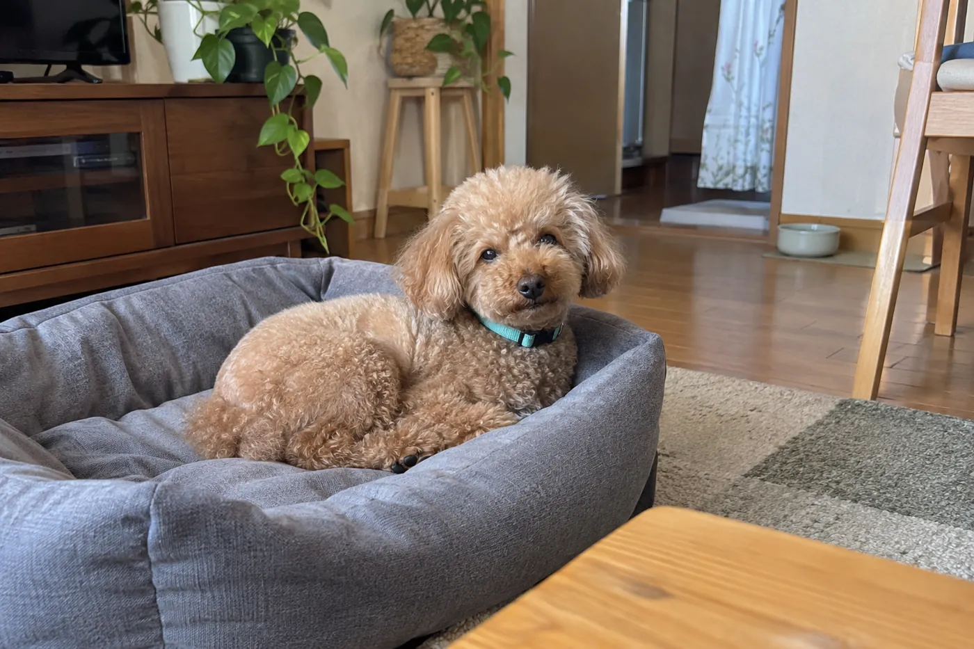 自宅の犬用ベッドでくつろぐアプリコット色のトイプードル