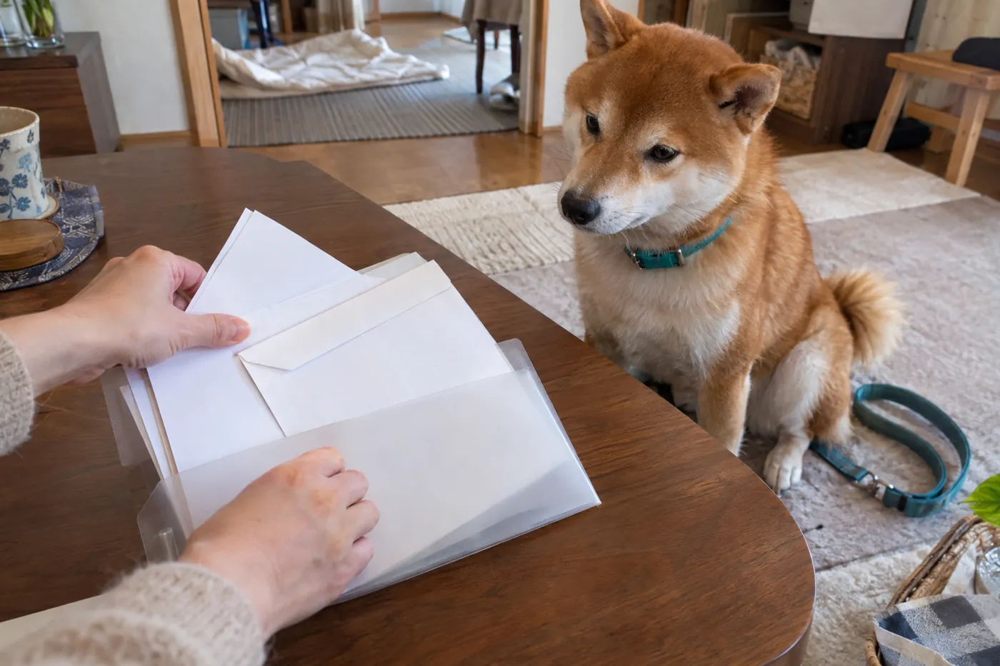 犬のそばで手続き用の書類入れを準備する飼い主の手元