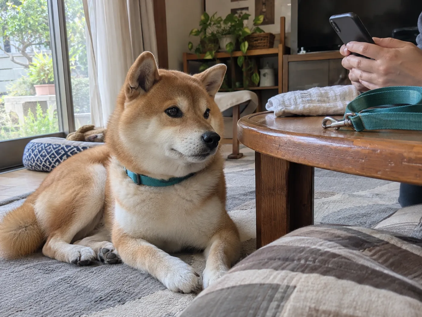 愛犬のそばでお出かけの予算を考える飼い主の手元