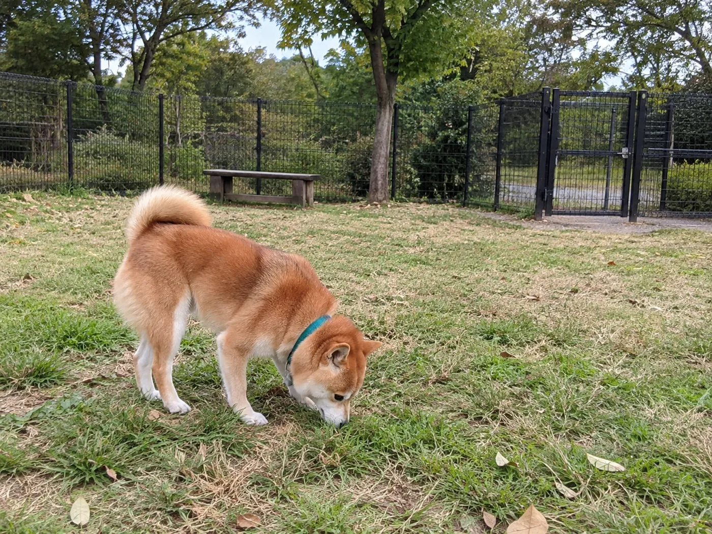 フェンスで囲まれた一般的な芝生の区画で過ごす犬
