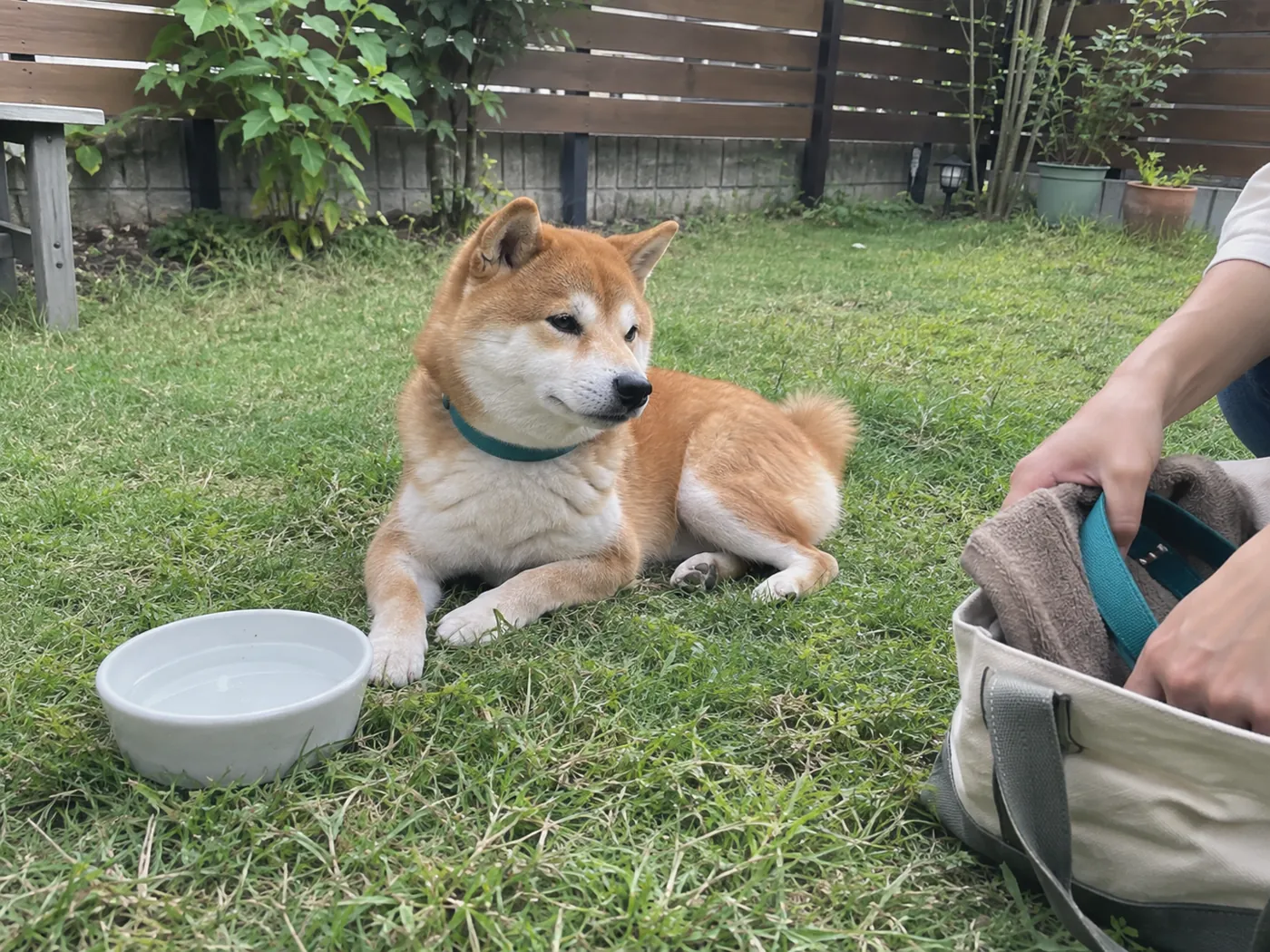 芝生の上で休む犬と片付けを始める飼い主の手元