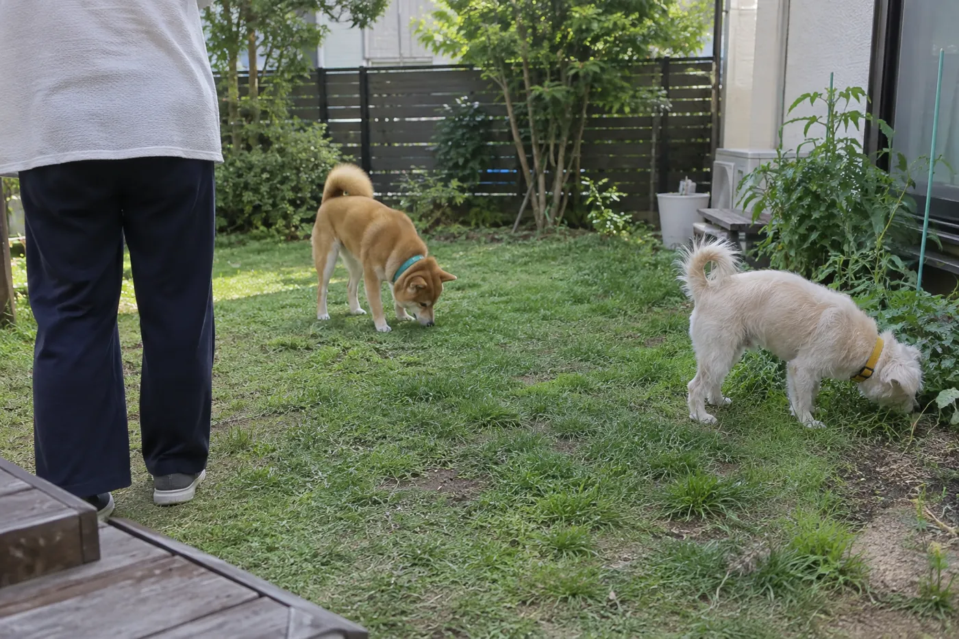 同じ家族の2頭の犬が庭の中で落ち着いて過ごす様子