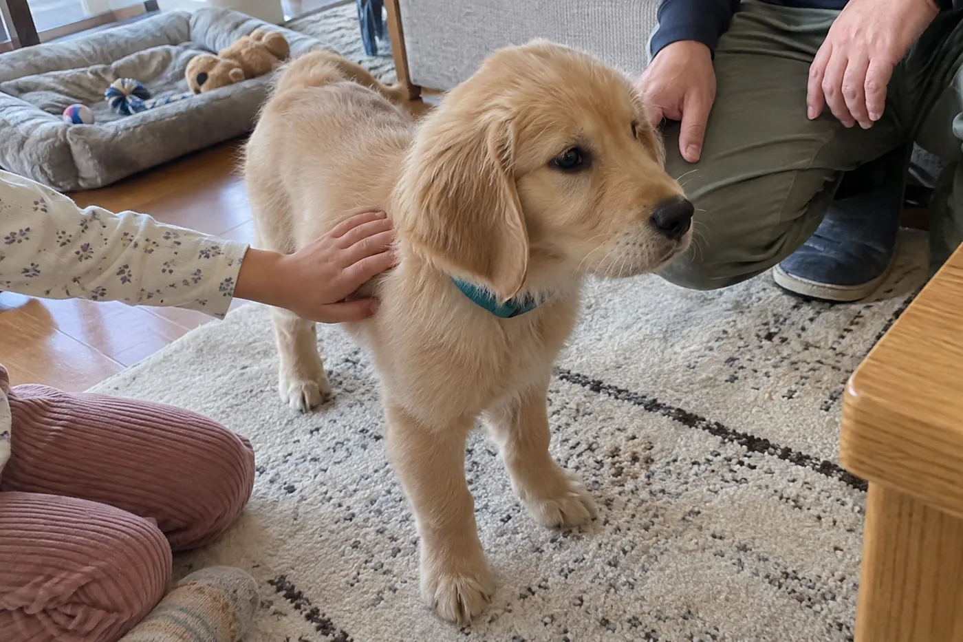 大人がそばで見守る中、子どもの手が子犬の体の横をやさしくなでている