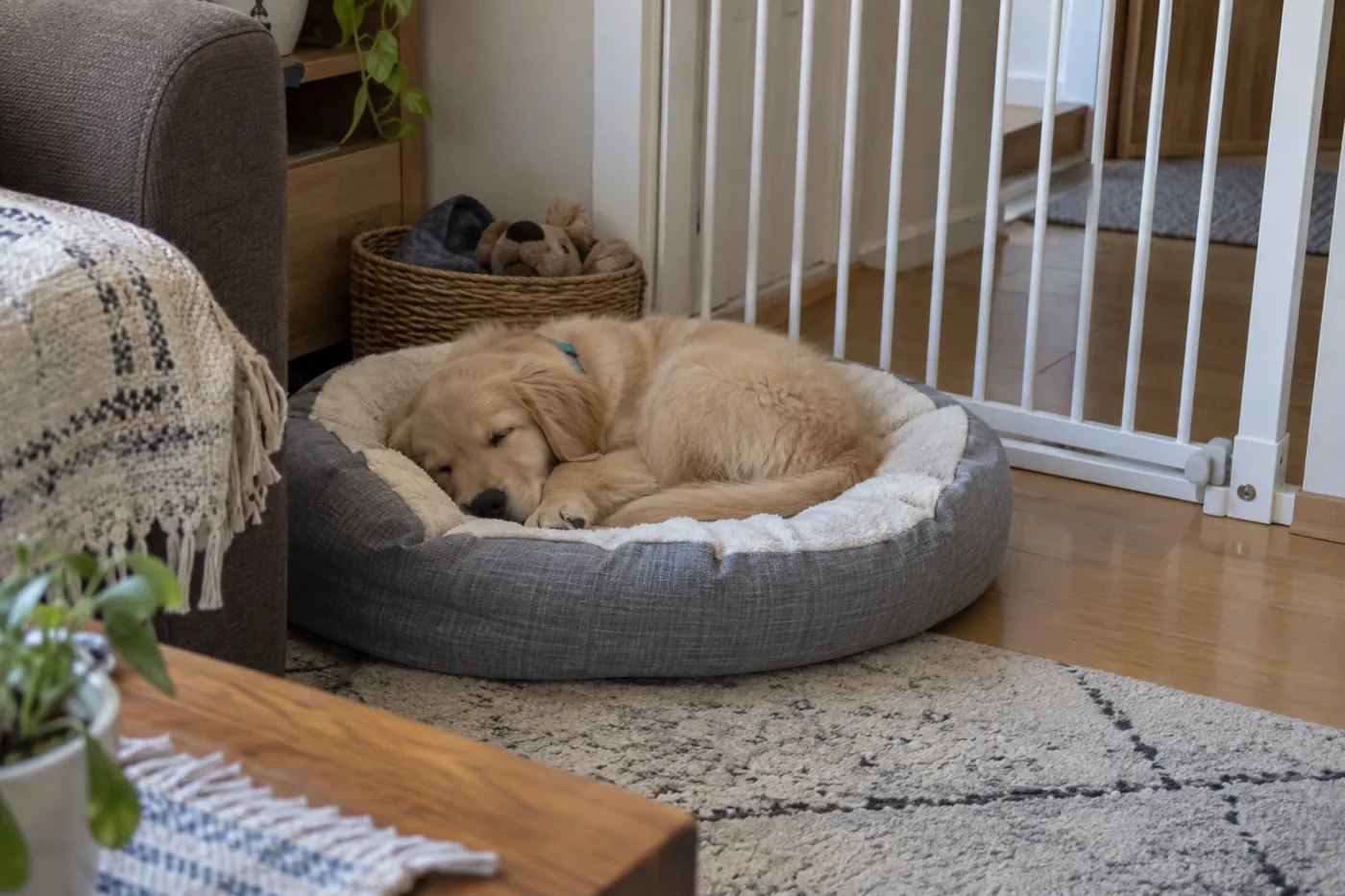 家族の手が届かない静かな場所で、ベッドに丸くなって眠る子犬