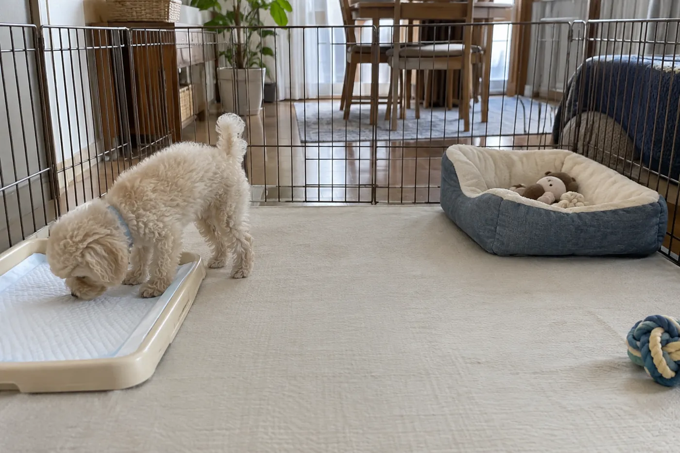 寝床から離して置いた室内トイレのにおいを確かめる子犬