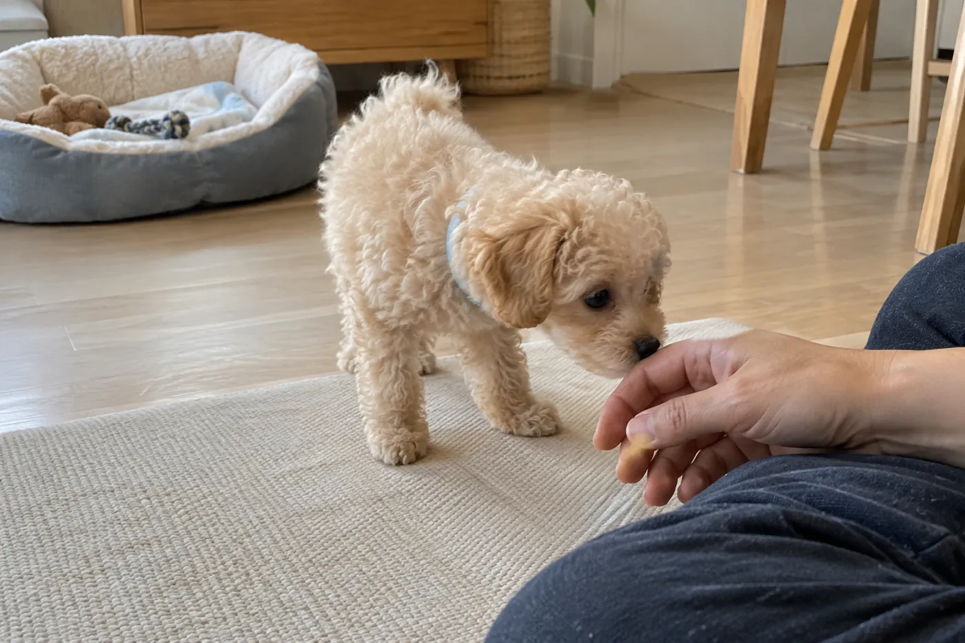 床に座った飼い主の手に子犬が自分から近づく様子