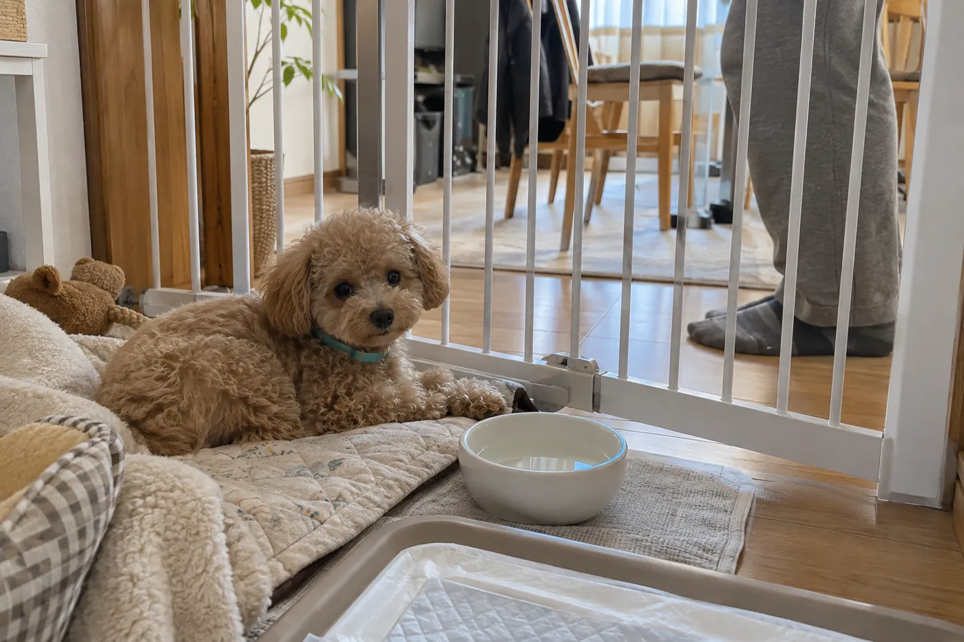 室内のゲート越しに近くの飼い主を見ながら過ごす子犬