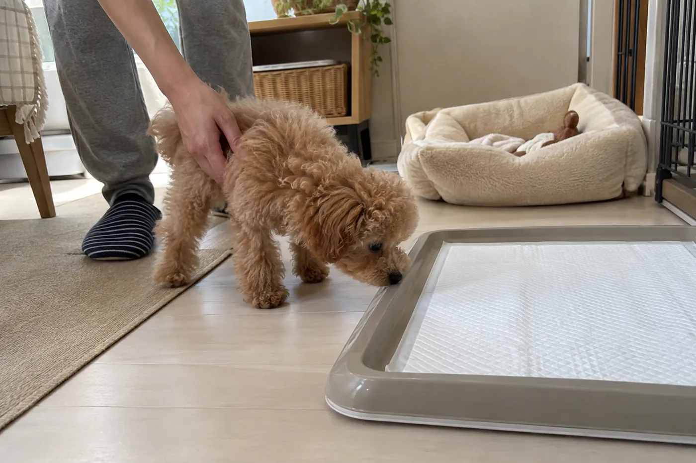 寝床から離したトイレへ飼い主が子犬を静かに誘導する