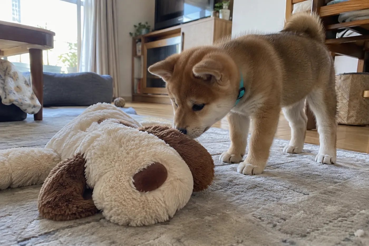床で柔らかいおもちゃをくわえる子犬
