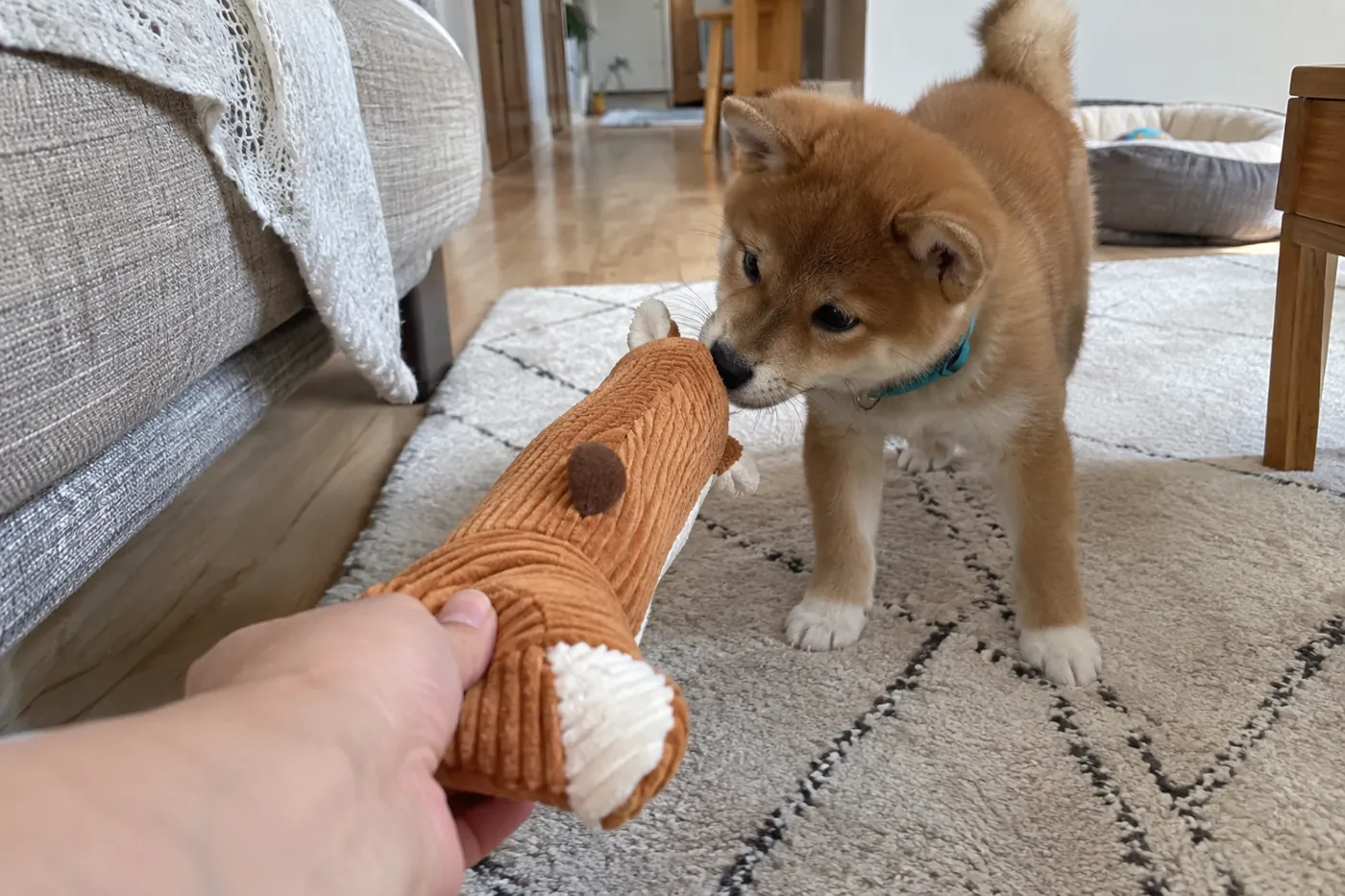 飼い主の手から離れたおもちゃに関心を向ける子犬
