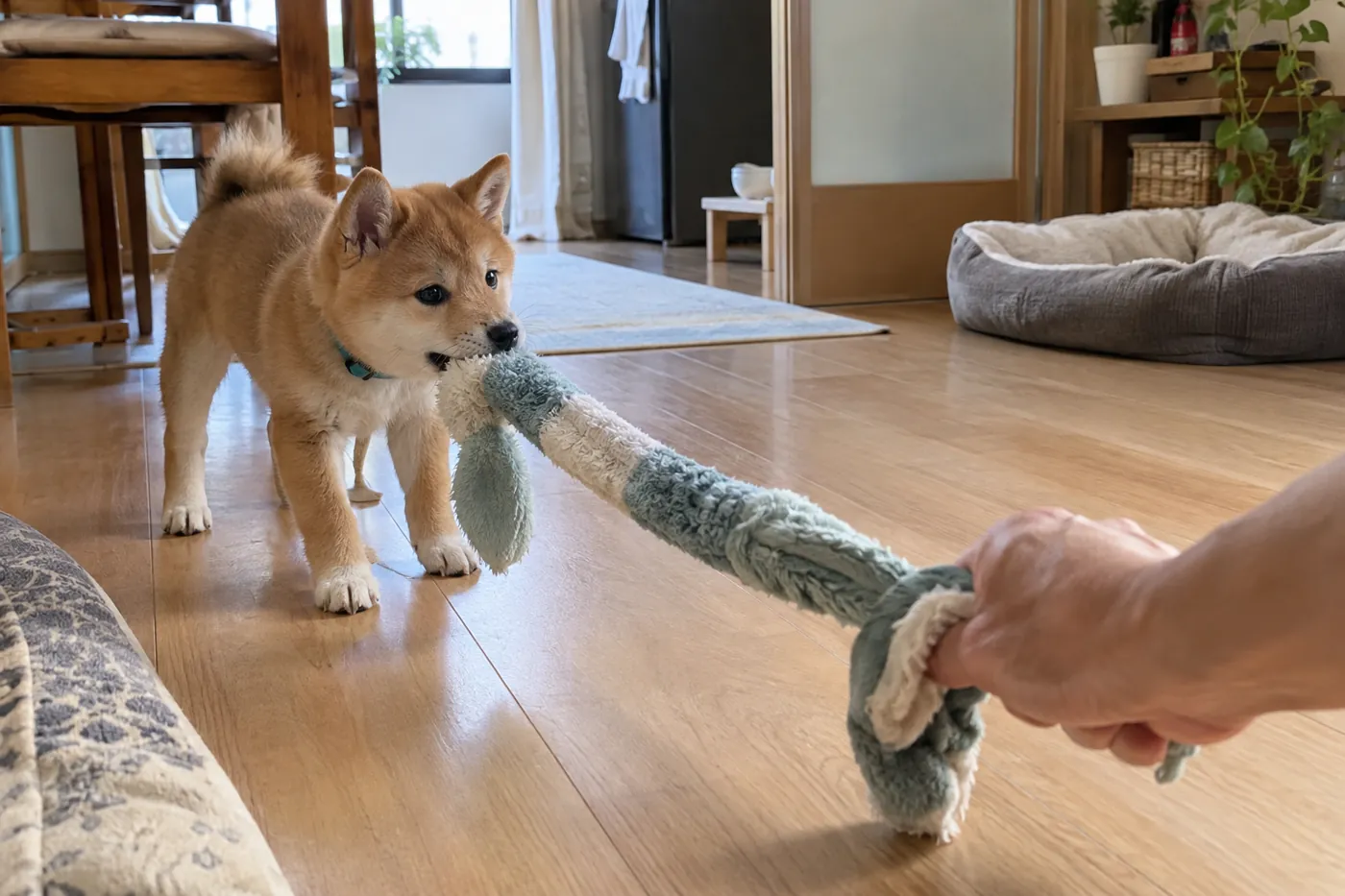 長めの柔らかいおもちゃの端を子犬がくわえ、反対側を飼い主が持つ様子