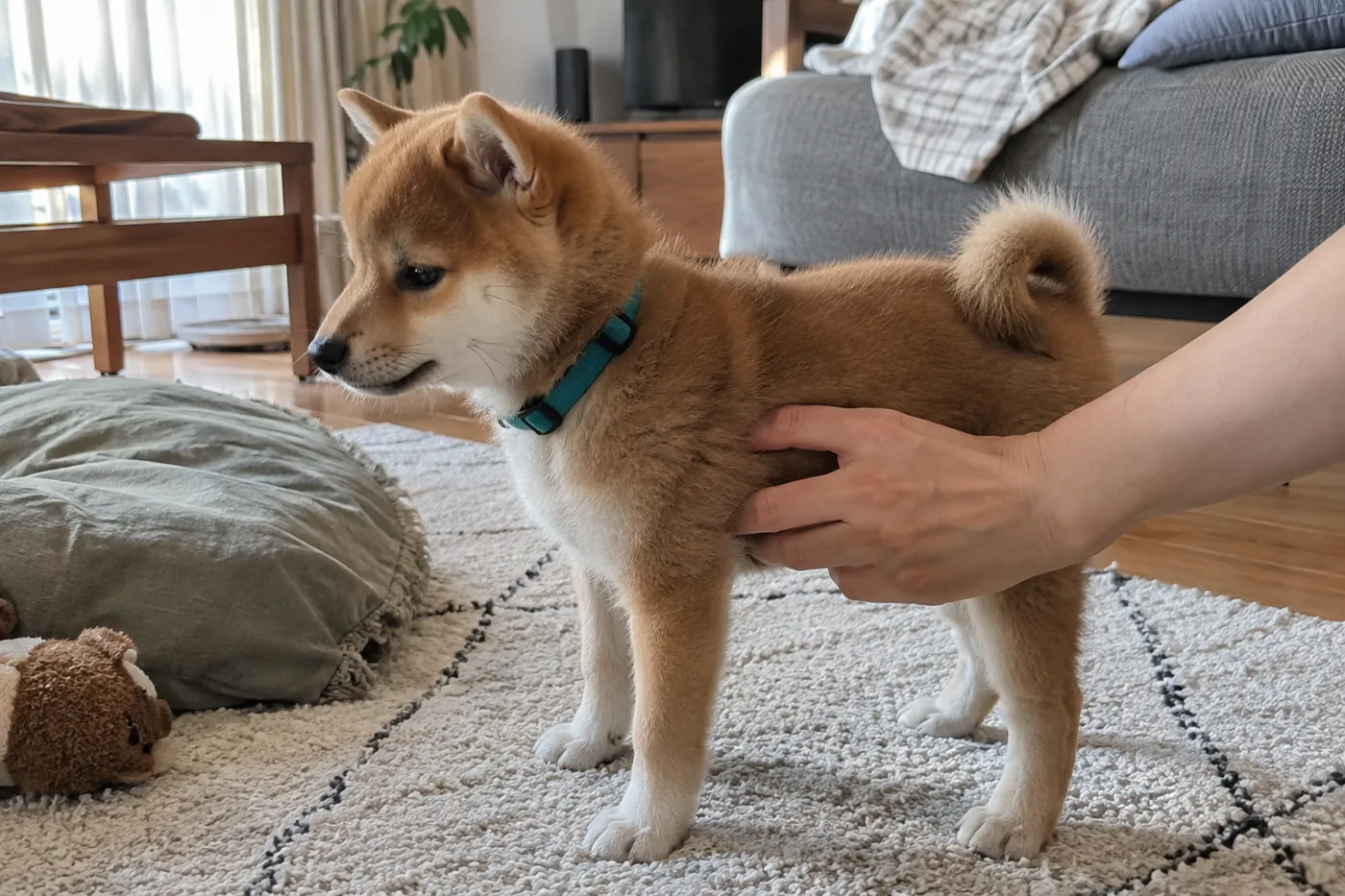 落ち着いた子犬の体の横に飼い主がそっと手を添える様子