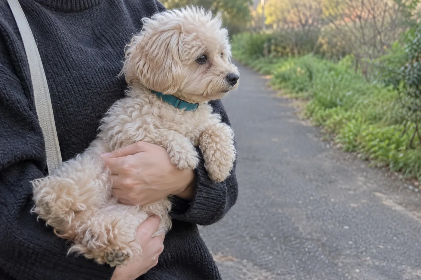 飼い主の腕に抱かれ、静かな屋外を眺める子犬