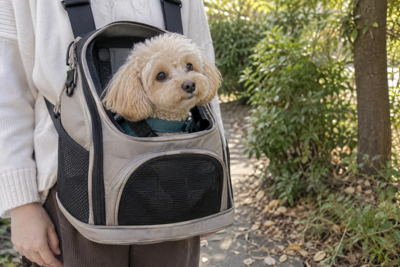 キャリーから顔を出し、地面に触れずに外の景色を見ている子犬