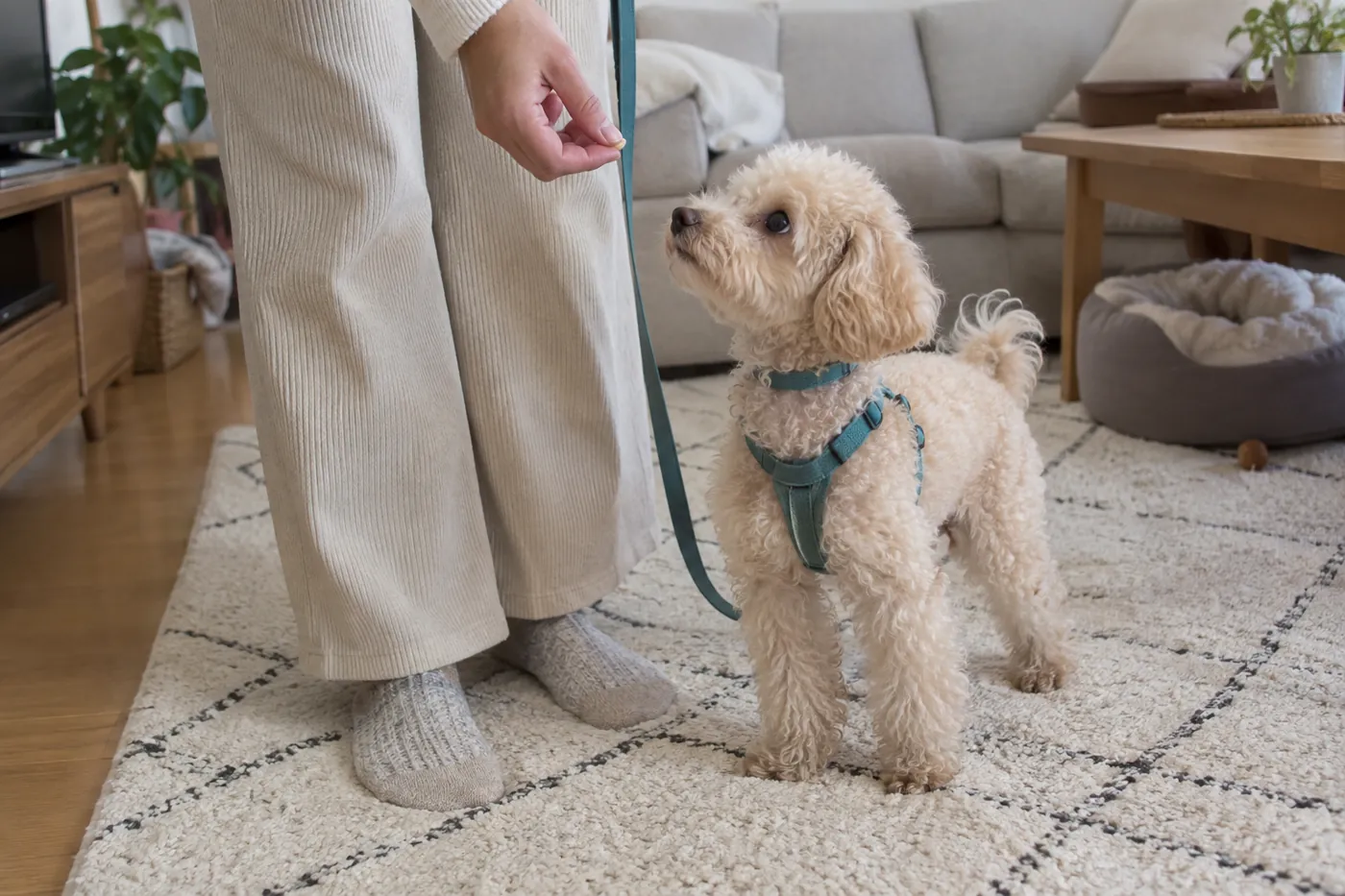 室内でハーネスとリードを着け、飼い主のそばに立つ子犬