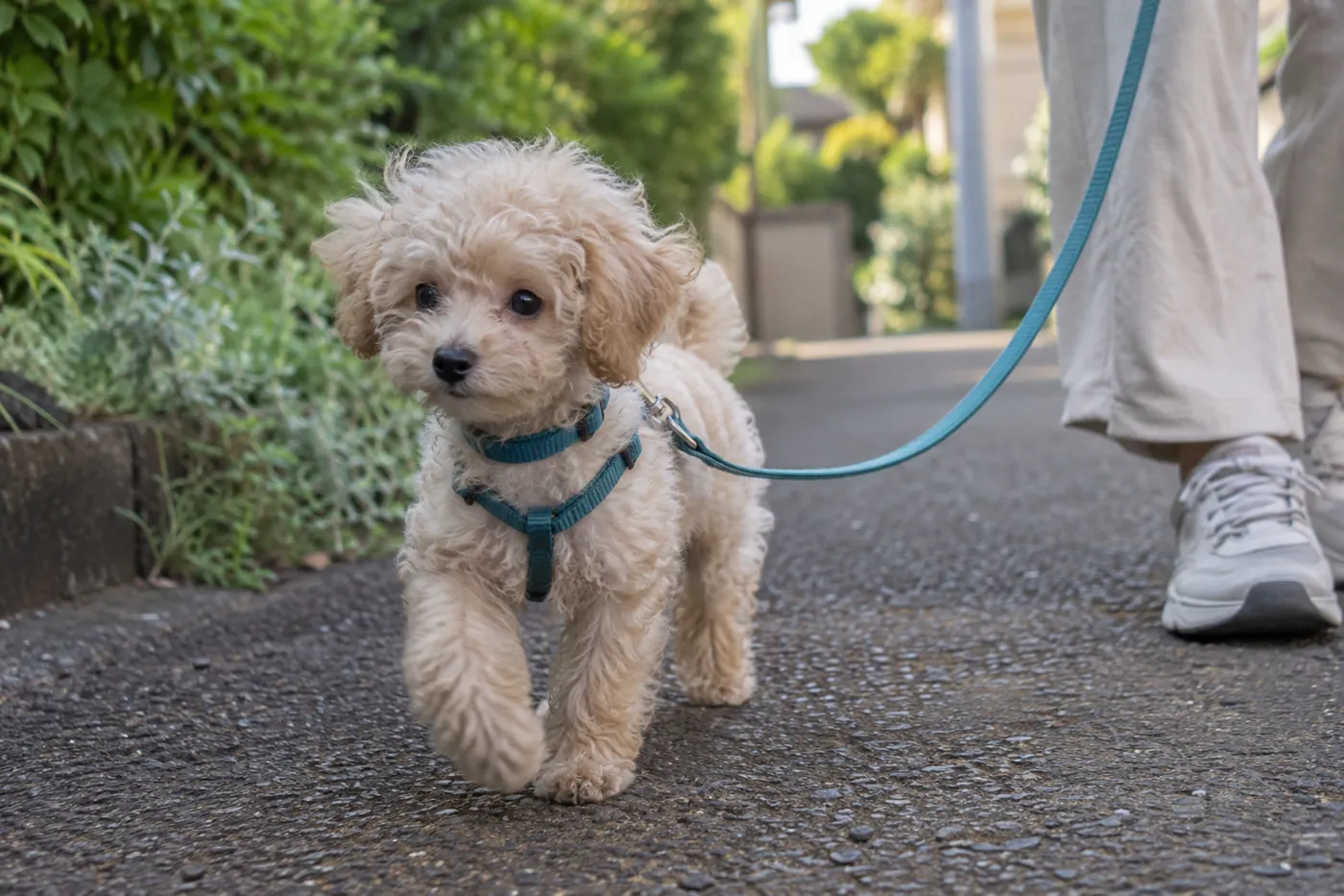 静かな道で、緩んだリードを着けて一歩を踏み出す子犬