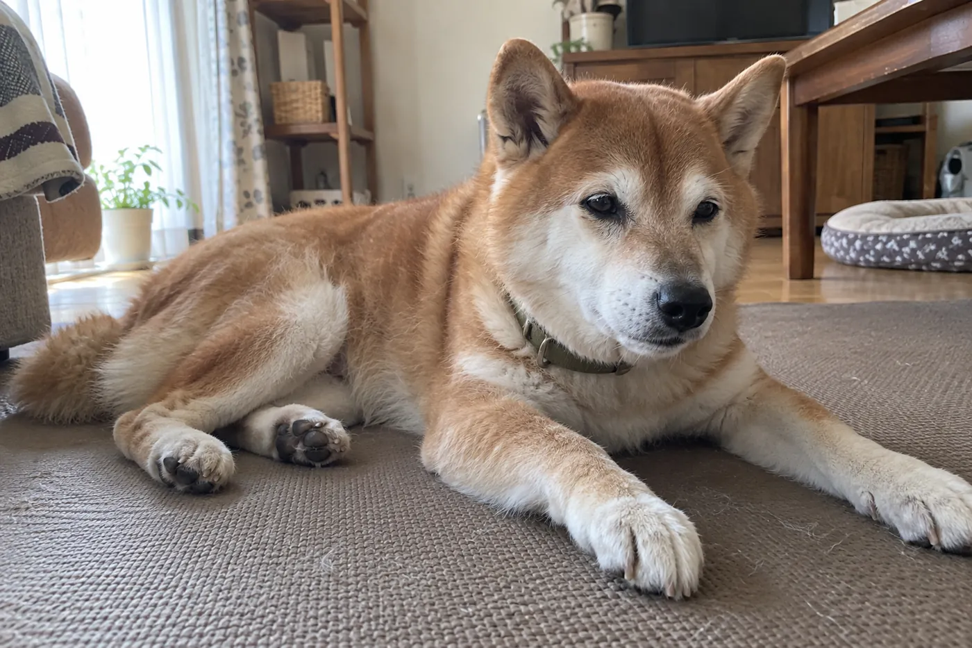 マットの上でくつろぐ赤毛の柴犬