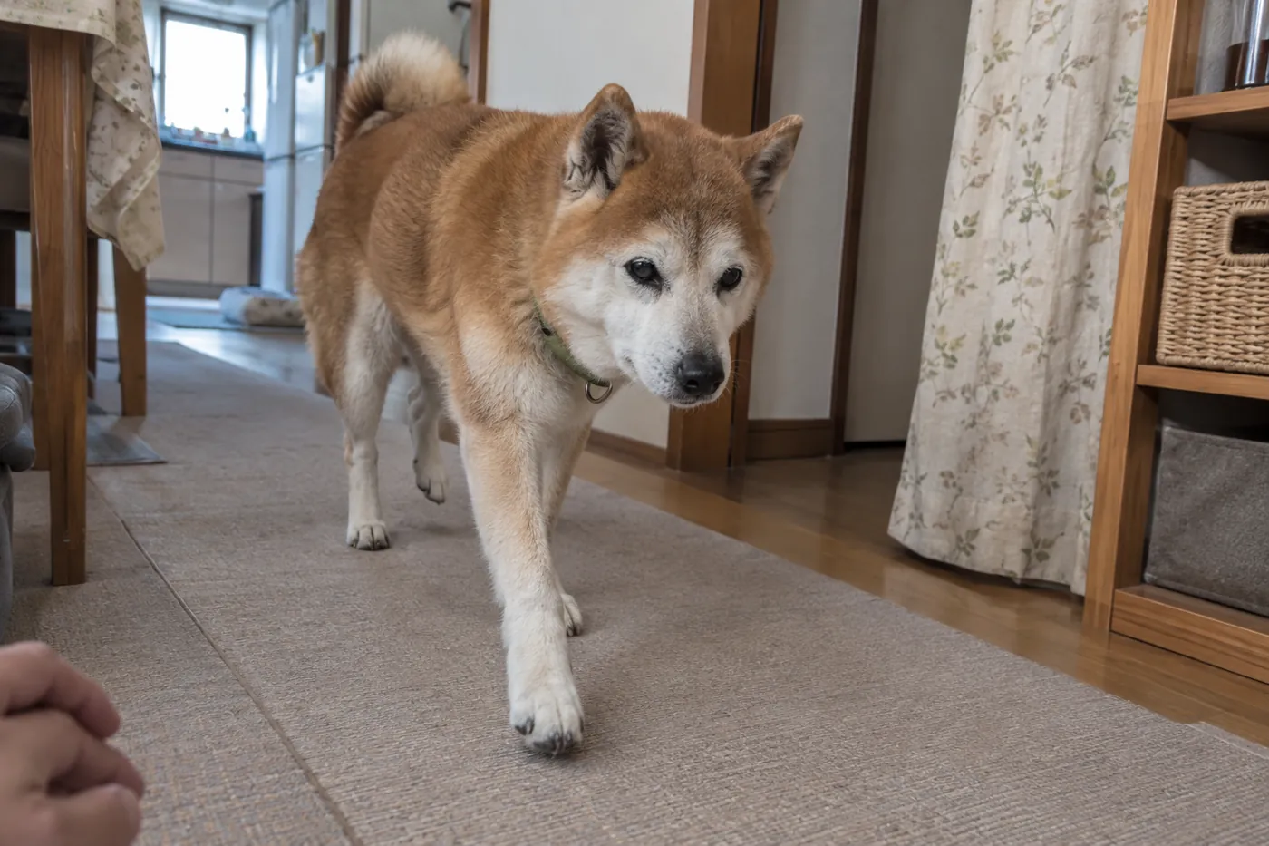 室内のマットの上を歩く柴犬の様子を見守る飼い主の手元