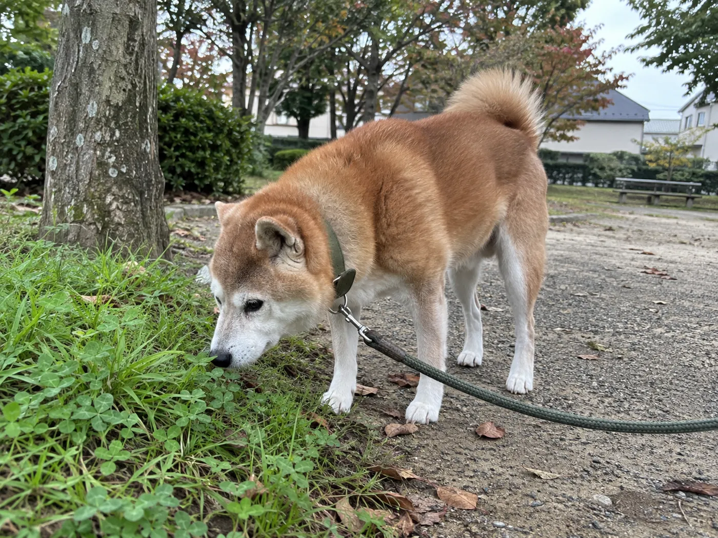 平らな公園の小道でリードをつけて草のにおいを嗅ぐ柴犬