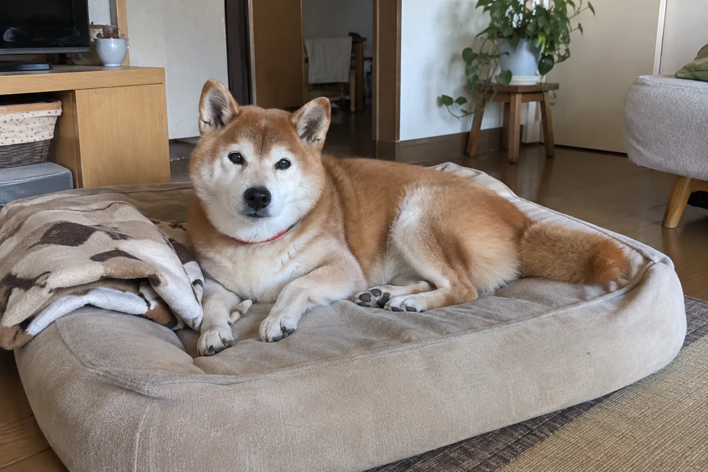 いつもの寝床で休む赤い首輪のシニア柴犬
