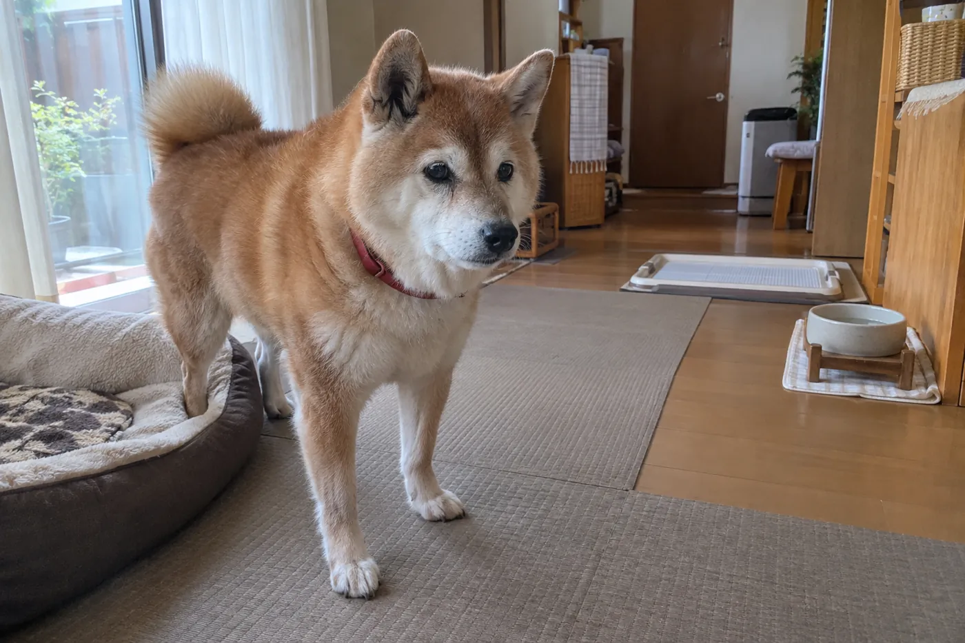 滑りにくいマットと低い寝床を置いた部屋で過ごすシニア柴犬