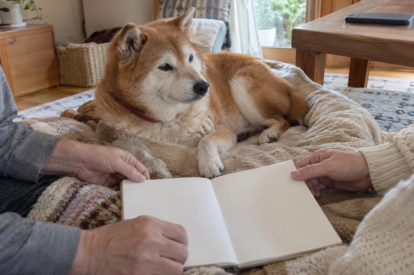 休んでいるシニア柴犬のそばで家族がノートを共有する手元