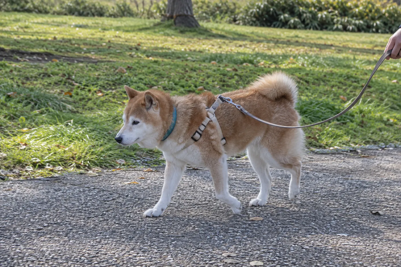 平らな公園の道を飼い主とゆっくり歩くシニア犬