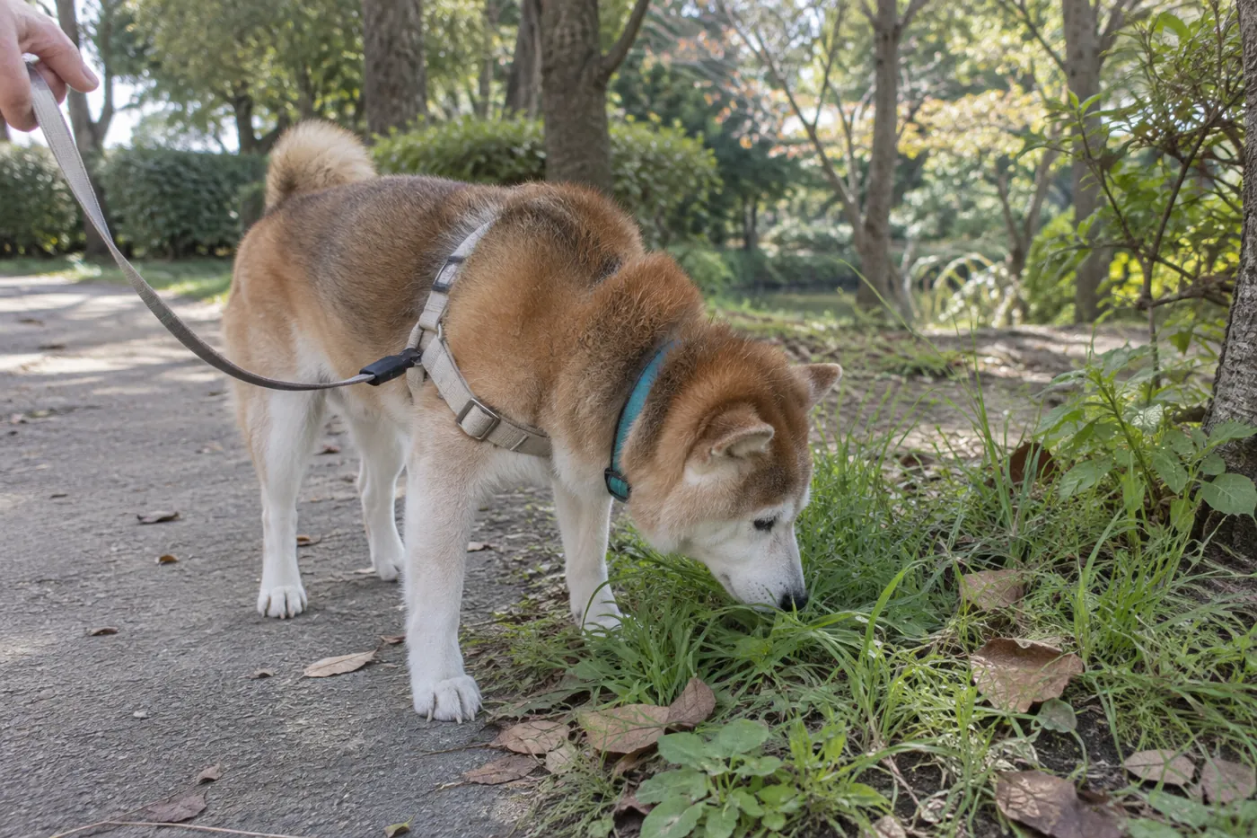短いリードを緩めた状態で道沿いの草のにおいを嗅ぐシニア犬