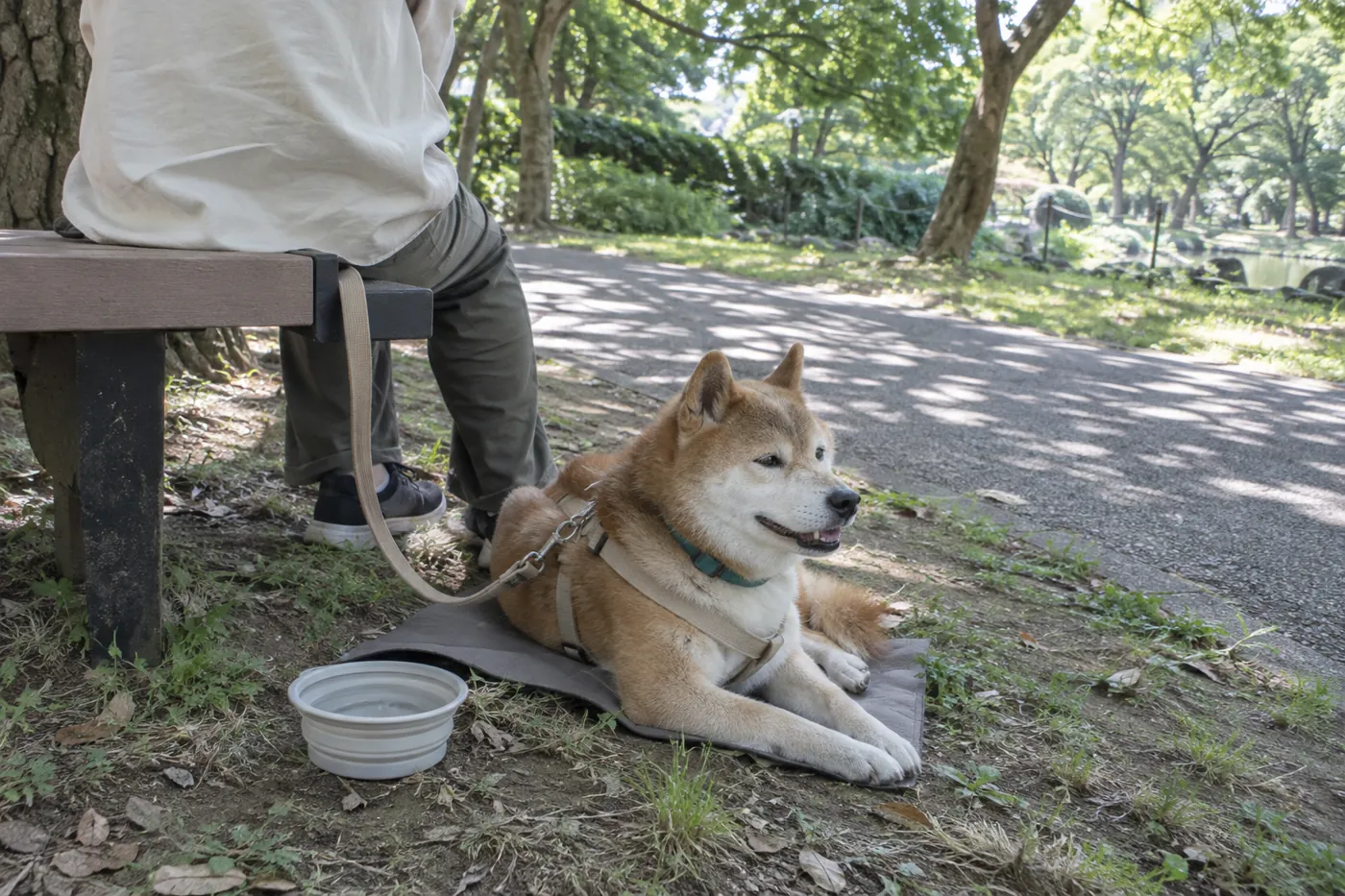 公園の木陰で横になり、飼い主の足元で休憩するシニア犬