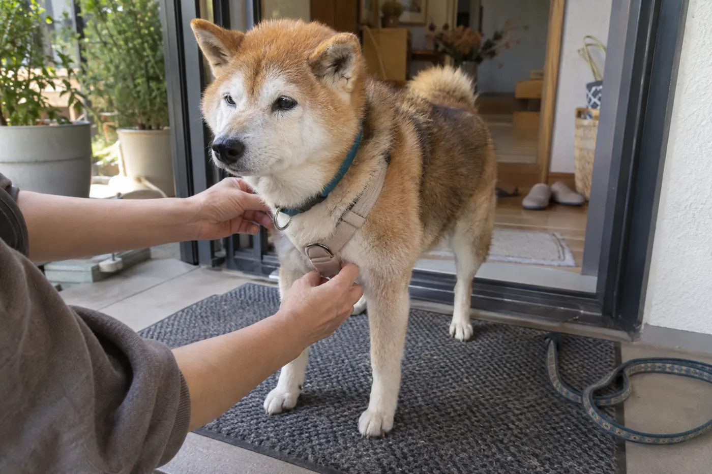 飼い主の横で落ち着いて立ち、散歩の支度を待つシニア犬