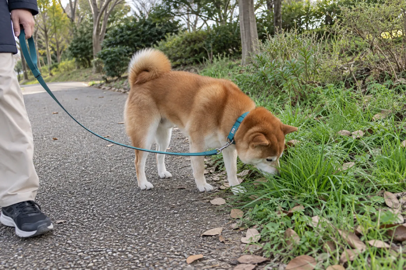 青緑の首輪を着けた柴犬がリード付きで草のにおいを嗅ぐ様子