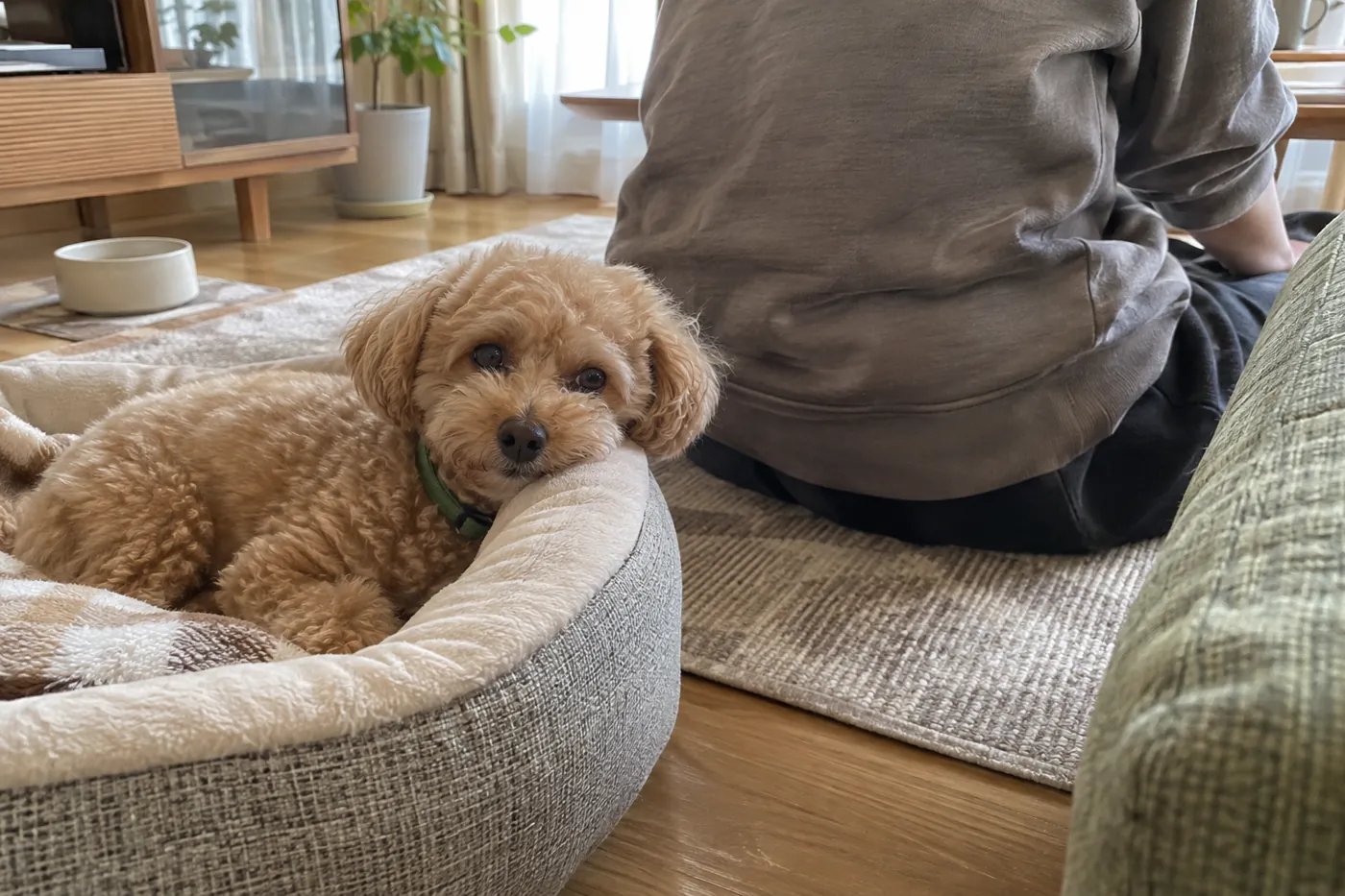 部屋の犬用ベッドでくつろぐトイプードルと近くに座る飼い主の後ろ姿