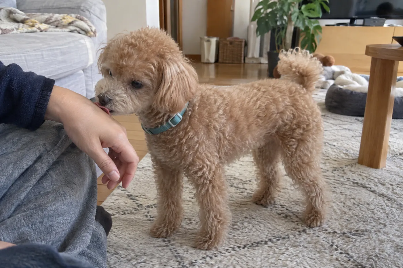 飼い主のそばに立ち、手を軽くなめる犬の全身が見える様子