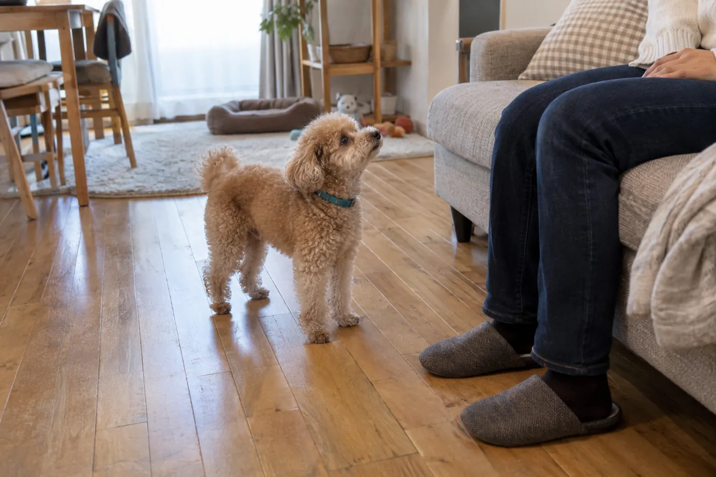 ソファに座る飼い主のそばで見上げる犬と、顔を近づけずに待つ飼い主の手元
