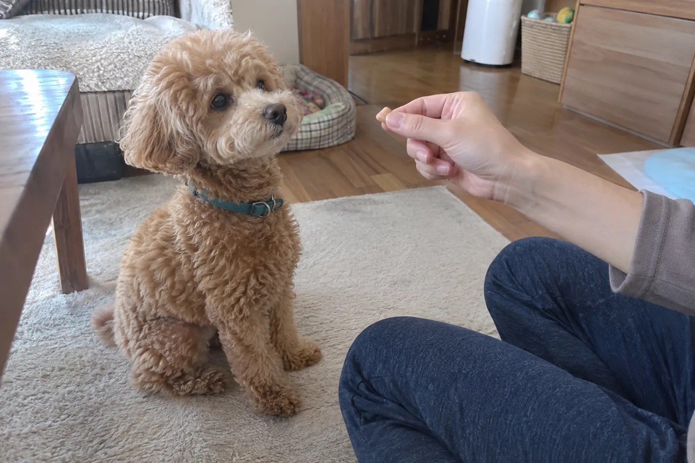 床に座る犬が飼い主と少し距離を取り、差し出された小さなごほうびに注目する様子