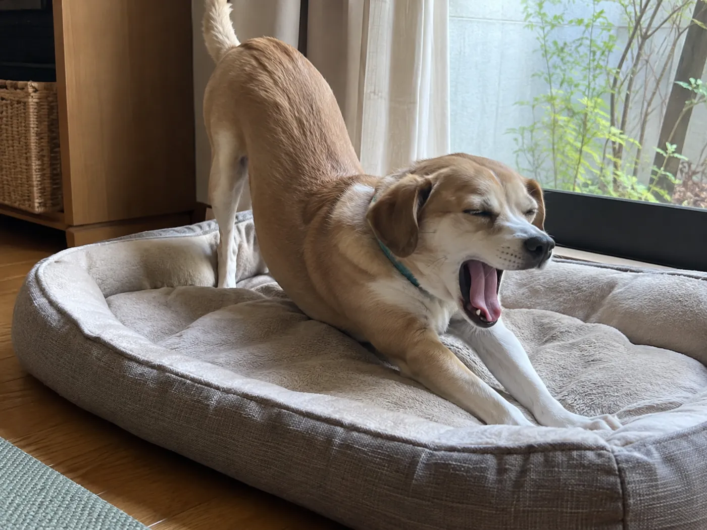 ベッドの上で体を伸ばしながらあくびをする茶白の犬