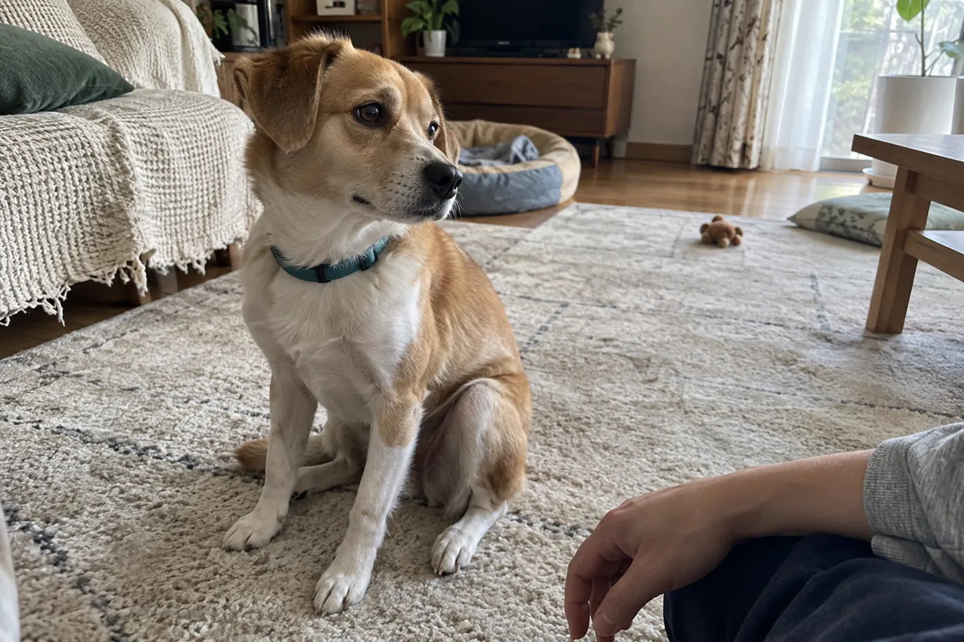 犬のそばで飼い主がなでる手を止め、少し離している様子