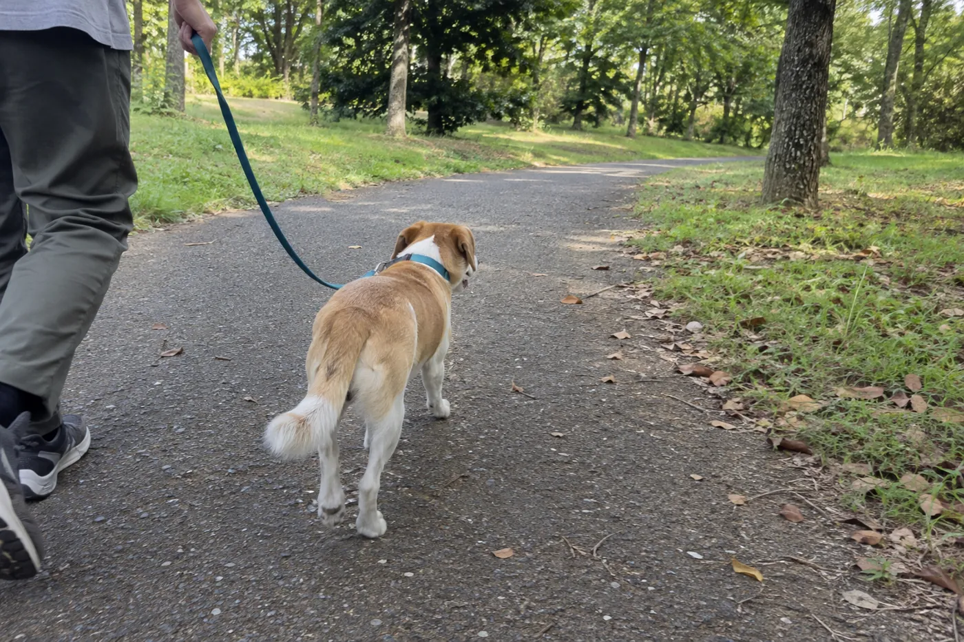 静かな公園の道で飼い主と距離を保ちながら歩く犬の後ろ姿